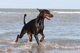 DOBERMANN 016